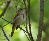 Nachtegaal - Common Nightingale