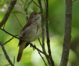 Nachtegaal - Common Nightingale