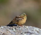 Ortolaan - Ortolan Bunting