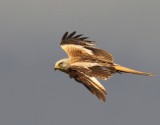 Rode Wouw - Red Kite