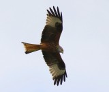 Rode Wouw - Red Kite