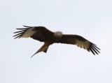 Rode Wouw - Red Kite