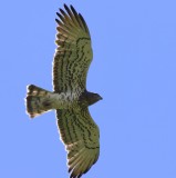 Slangenarend - Short-toed Eagle