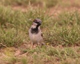 Spaanse Mus - Spanis Sparrow