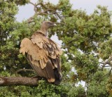 Vale Gier - Eurasian Griffon Vulture