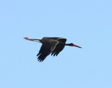 Zwarte Ooievaar - Black Stork