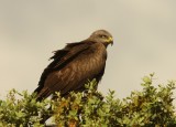 Zwarte Wouw - Black Kite