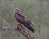 Zwarte Wouw - Black Kite