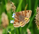 Bruine Daguil - Burnet Companion Moth