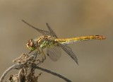 Steenrode Heidelibel - Moustached Darter