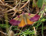 Zuringspanner - Purple-barred Yellow