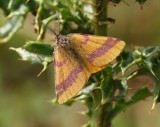 Zuringspanner - Purple-barred Yellow