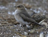 Steppevorkstaartplevier - Black-winged Pratincole