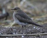 Steppevorkstaartplevier - Black-winged Pratincole