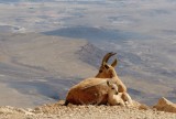 Mother and baby Ibex