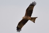 Black Kite ( Milvus migrans )