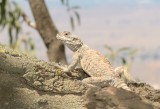 Rock Agama ( Agamo stellio )