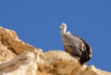 Griffon vulture  (Gyps fulvus )