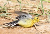 Yellow Wagtail