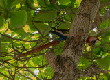 P1130663 scarlet macaw