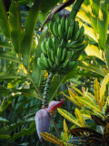 P3090148 bananas and blossom