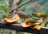 P3100178 more birds and fruit