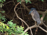 P3110287 small heron from boat