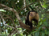 P3110318 white faced monkey
