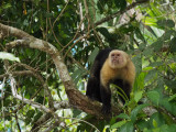 P3110319 another white faced monkey.jpg