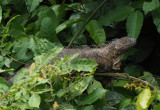 P3110382 iguana