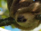 P3110386 young sloth