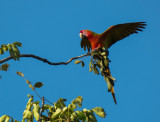 P3130224 Small crop Macaw