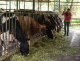 P3180424 Cows