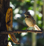 P3190659 Rufous Collared Sparrow