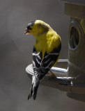 P1130777 Goldfinch