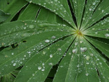 Lupine Leaf