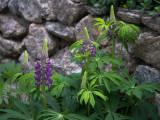 My First-Ever Lupines Finally Have Flowers!