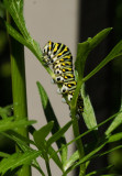 P1140786 Black swallowtail butterfly caterpillar