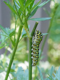 P5160155 Caterpillars Are Shy!