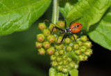 P1150088 Snazzy looking assassin bug on asclepias