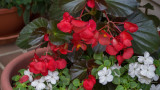 SIL40044 begonia and impatiens