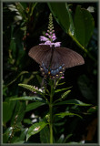 P8060029 Black Swallowtail
