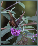 P8080151 Black Swallowtail Tiptoeing on Buddleia