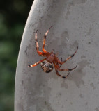 SIL10116 Spiders really are pretty!