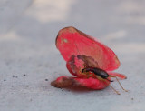 PZ220148 bush cricket in begonia blossom