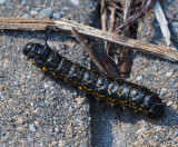 Possibly yellow-striped oakworm