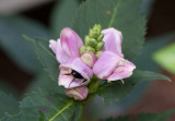 SIL60173 The turtle head blossoms are very deep!