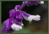 SIL80248 Salvia Leucantha
