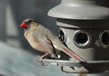 DSC02261 Female Cardinal