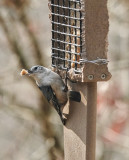 DSC03205 Nuthatch